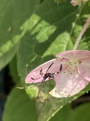 Acanthocephalini