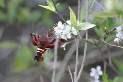 Amphion floridensis