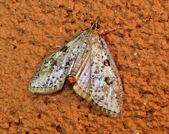Palpita aenescentalis