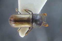 Trypodendron domesticum