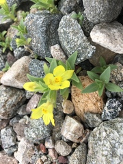 Mohavea breviflora