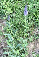 Veronica orchidea