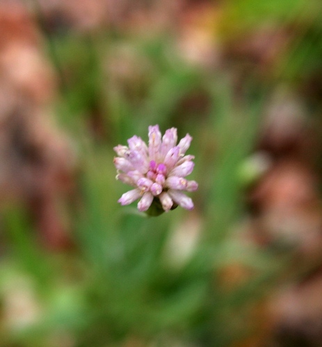 Image of Emilia transvaalensis by (c) M Kriek, some rights reserved (CC BY-SA)