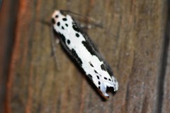 Ethmia semilugens