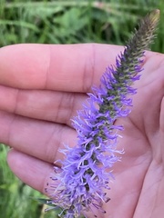 Veronica orchidea