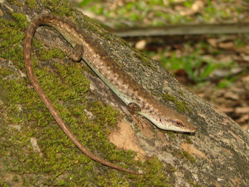 Shrub Whiptail-Skink