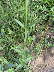 Veronica orchidea