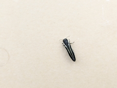 Agrilus bilineatus