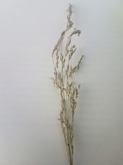 Agrostis hyemalis