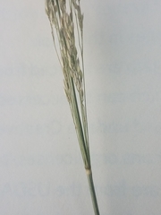 Agrostis hyemalis