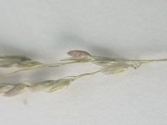 Agrostis hyemalis