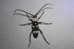 Megacyllene antennata