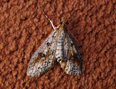 Palpita aenescentalis