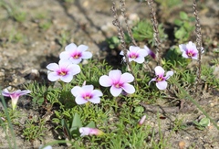 Oxalis pusilla