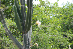 Cereus stenogonus