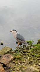 Nycticorax nycticorax