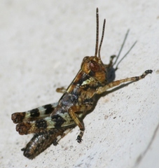 Melanoplus punctulatus