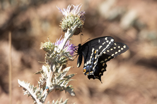 Indra Swallowtail photo 3