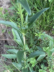 Veronica orchidea