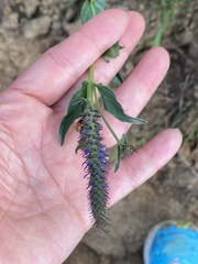 Veronica orchidea