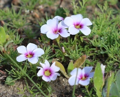 Oxalis pusilla