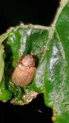 Demotina modesta