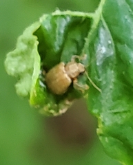 Demotina modesta