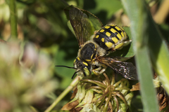 Anthidium loti