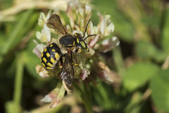 Anthidium loti