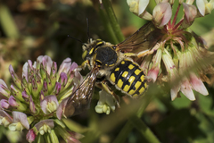 Anthidium loti