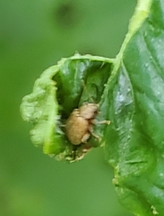 Demotina modesta
