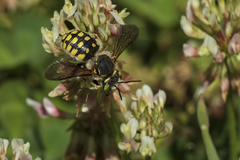 Anthidium loti