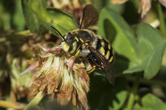 Anthidium loti