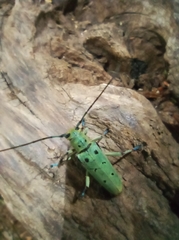 Saperda octopunctata