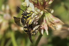 Anthidium loti