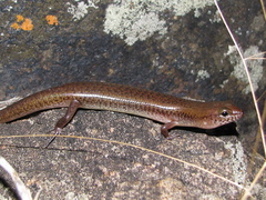 Eremiascincus isolepis