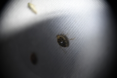 Peltodytes litoralis