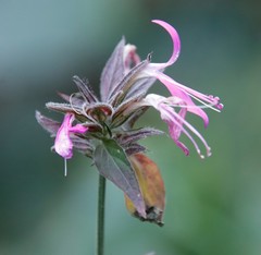Dicliptera clinopodia