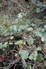 Dicliptera clinopodia