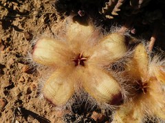 Stapelia hirsuta