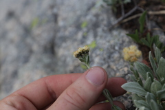 Antennaria lanata