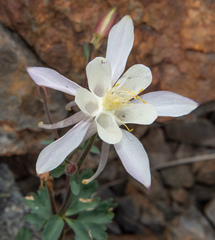 Aquilegia pubescens