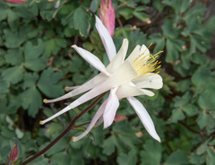Aquilegia pubescens