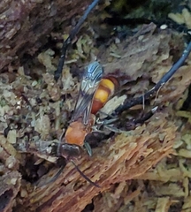 Psorthaspis mariae