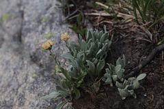 Antennaria lanata