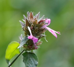 Dicliptera clinopodia