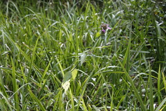 Dicliptera clinopodia