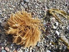 Aglaophenia struthionides