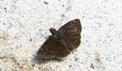 Erynnis afranius