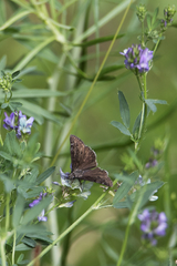 Erynnis afranius